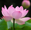 Lotus-hearted meditation