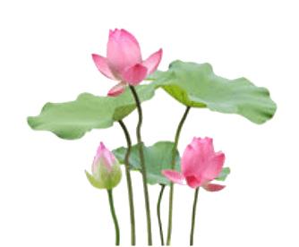 lotus group