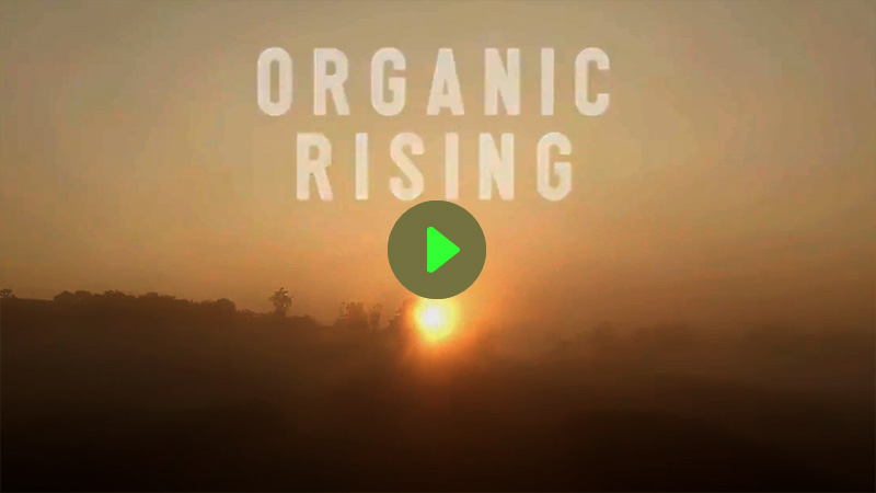 Organic Rising 800